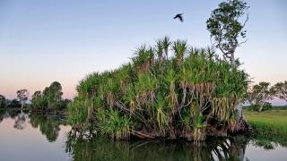 Lotus Lilies and Pandanus on Yellow Water  (photo copyright Ian Morris)