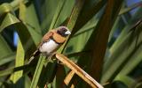 Chestnut-breasted Mannikin  (photo copyright Andrew Buckle)