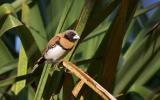 Chestnut-breasted Mannikin  (photo copyright Andrew Buckle)