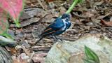 Eric the cross-dresser... Young male Shining Flycatcher in transition to mature plumage  (photo copyright Ian Morris)