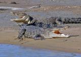 Estuarine Crocs  (photo copyright Ian Morris)