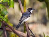 White-breasted Whistler - East Point, a rare encounter  (photo copyright Laurie Ross)