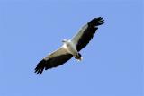 46. White-bellied Sea-Eagle Haliaeetus leucogaster - common and widespread, coasts, wetlands, estuaries and large rivers  (photo copyright Rob Gully)