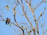 Little Woodswallows questioning a Banded Honeyeaters right to share their tree!! Marrakai Track  (photo copyright Mike Jarvis)