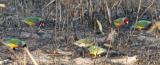 Gouldians feeding in burnt grass at Bird Billabong, Mary River National Park  (photo copyright Barry Lancaster)