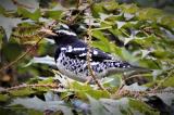 Pied Thrush  (photo copyright Mike Jarvis)