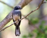 Northern Fantail  (photo copyright Marie Holding)