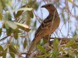 Great Bowerbird  (photo copyright Mike Jarvis)