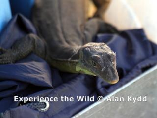 Merton's Water Monitor at the Yellow Water Cruise dock  (photo copyright Alan Kydd)