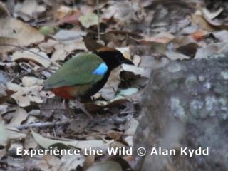 Rainbow Pitta near Anbangbang Gallery, Kakadu  (photo copyright Alan Kydd)