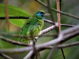 Yellow-fronted Barbet  (photo copyright Dr Kishan Pandithage)