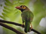 Brown-headed Barbet  (photo copyright Mike Jarvis)