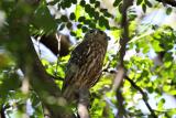 146. Barking Owl Ninox connivens - moderately common and widespread resident, woodland, monsoon forest, wetland edges, parks and suburbs  (photo copyright Rob Gully)