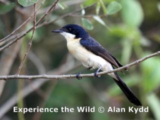 Paperbark Flycatcher, buff wash on the breast reveals this bird to be immature  (photo copyright Alan Kydd)