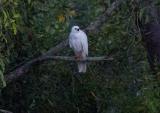 White Morph Grey Goshawk at Mary River Wilderness Retreat  (photo copyright Marie Holding)