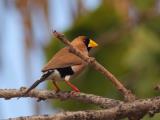 Masked Finch at Rapid Creek  (photo copyright Oz Horine)