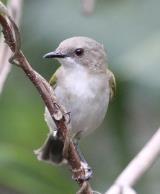 Green-backed Gerygone  (photo copyright Stefan Schlick)