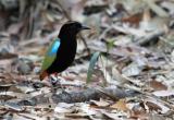 Rainbow Pitta at Howard Springs  (photo copyright Julian Teh)