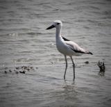 Crab-plover at Mannar  (photo copyright Rahula Dassenaieke )