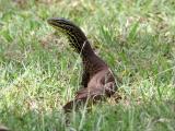 Yellow-spotted Monitor at East Point  (photo copyright Dave Chilcot)