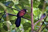 Green-billed Coucal at Sinharaja Rainforest  (photo copyright Dr Kishan Pandithage)