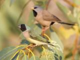 Gouldian (female) and Long-tailed Finch  (photo copyright Laurie Ross)