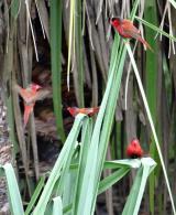 Crimson Finches at Fogg Dam  (photo copyright Mike Jarvis)