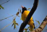 Black-hooded Oriole at the Tamarind Tree Hotel  (photo copyright Mike Jarvis)