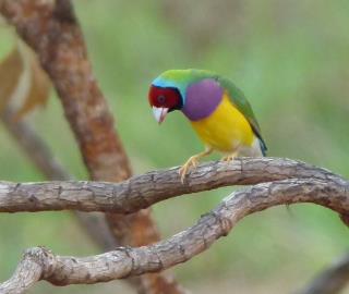 Gouldian Finch on the Marrakai Track  (photo copyright Mike Jarvis)