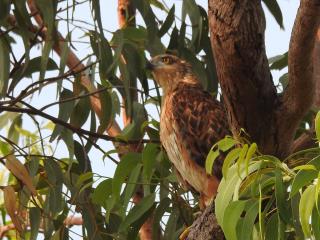 Red Goshawk, mature female, near nest in Kakadu National Park. One of Australia's rarest raptors, last estimate only 1400 birds in the wild and declining  (photo copyright Mike Jarvis)