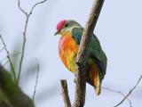 Rose-crowned Fruit Dove  (photo copyright Oz Horine)