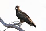 44. Black-breasted Buzzard Hamirostra melanosternon - moderately common and widespread, more often seen in north during dry season  (photo copyright Rob Gully)