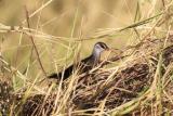 63. White-browed Crake Amaurornis cinerea - moderately common resident in coastal and near coastal areas, wetlands  (photo copyright Rob Gully)