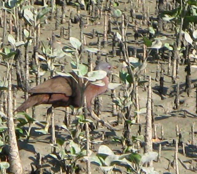 Chestnut Rail in Darwin Harbour  (photo copyright Sea Darwin)