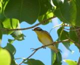 Striated Pardalote at Holmes Jungle  (photo copyright Mike Jarvis)