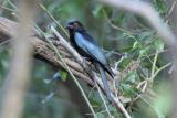 244. Spangled Drongo Dicrurus bracteatus - common and widespread resident, monsoon and riverine forest, wetland edges, parks, gardens  (photo copyright Rob Gully)