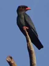 Dollarbird  (photo copyright Mike Jarvis)