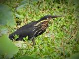 Black Bittern  (photo copyright Mike Jarvis)