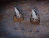 White-throated Grasswren, Arnhem Land Escarpment Endemic  (photo copyright Mick Jerram)