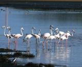 Greater Flamingos at Mannar  (photo copyright Rahula Dassenaieke )