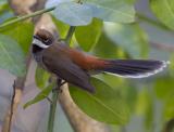 Arafura Fantail - Adelaide River  (photo copyright Laurie Ross)