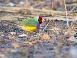 Gouldian (male) - Marrakai Track  (photo copyright Laurie Ross)