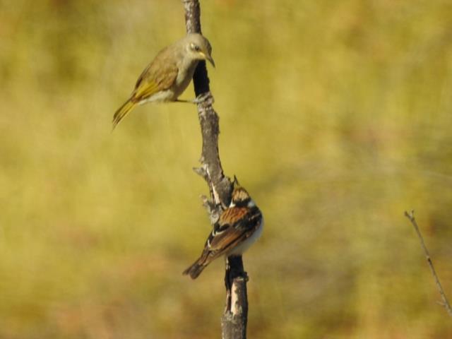 Brown Honeyeater and juvenile Banded Honeyeater facing off at Dingo Springs, near Timber Creek  (photo copyright Mike Jarvis)