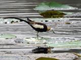 Pheasant-tailed Jacana at Pelvehera Tank, Habarana  (photo copyright Mike Jarvis)