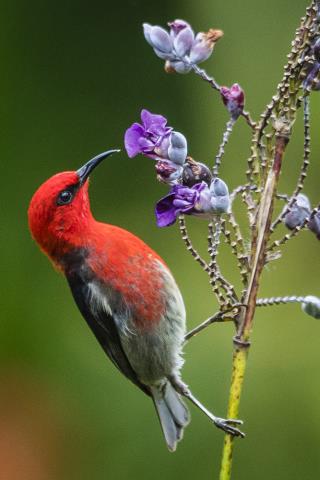 Sulawesi Myzomela  (photo copyright K. David Bishop)