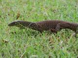 Yellow-spotted Monitor at East Point  (photo copyright Dave Chilcot)