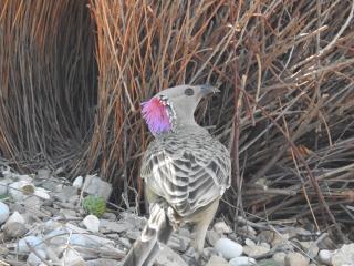 Male Great Bowerbird displaying his crest at the bower  (photo copyright Mike Jarvis)