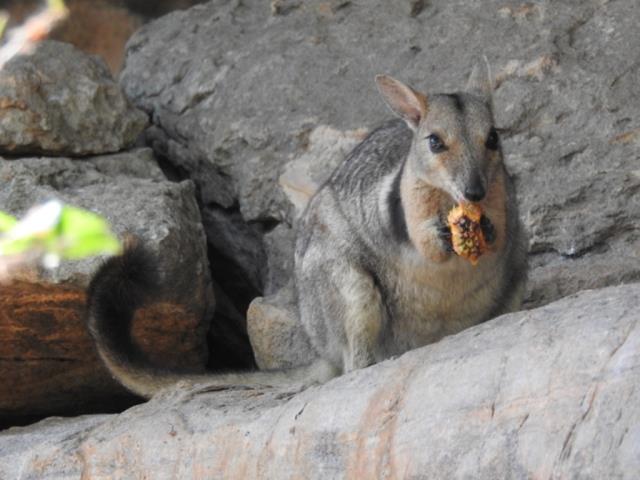 Wilkin's Rock Wallaby chomping on a pandanus nut at Ubirr  (photo copyright Mike Jarvis)