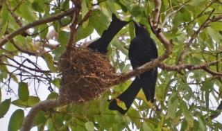 Spangled Drongoes at nest, Sandy Creek  (photo copyright Mike Jarvis)