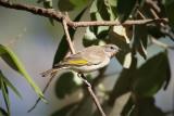 195. Rufous-throated Honeyeater Conopophila rufogularis - common and widespread resident, more inland than coastal, some movement to the coast May to October, riverine and open woodland, wetland edges, escarpments  (photo copyright Rob Gully)